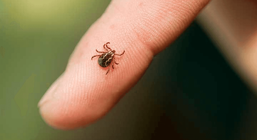 60 Degrees Pharmaceuticals Reaches Key Enrollment Milestone In Severe Babesiosis Clinical Trial