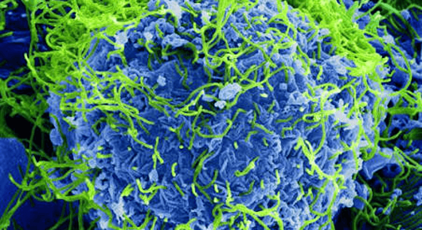 Decoy Therapeutics Expands Antiviral Programme to Target Ebola and Marburg Viruses, D-MAV Candidate Shows In Vitro Activity