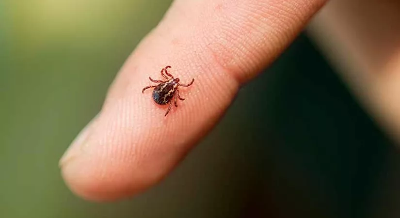 60 Degrees Pharmaceuticals Reaches Key Enrollment Milestone In Severe Babesiosis Clinical Trial