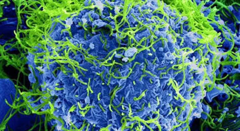 Decoy Therapeutics Expands Antiviral Programme to Target Ebola and Marburg Viruses, D-MAV Candidate Shows In Vitro Activity
