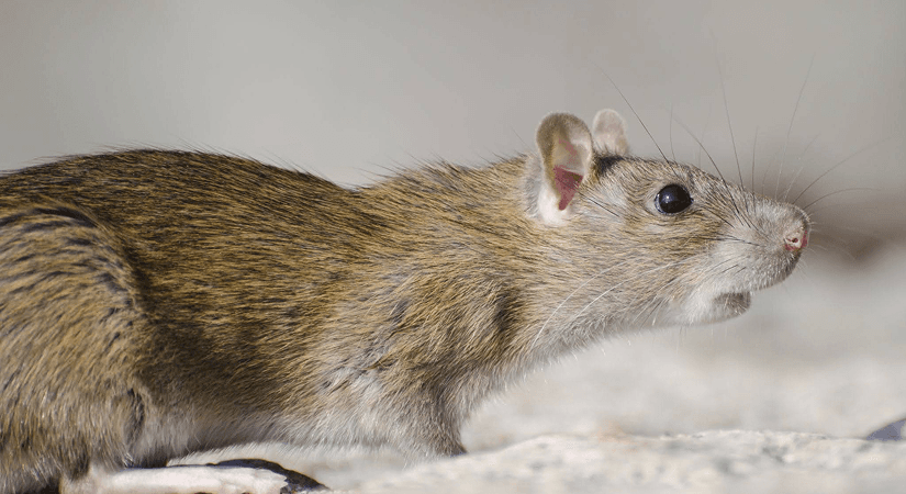 RODENT-BORNE VIRUSES TRACKING INDIA