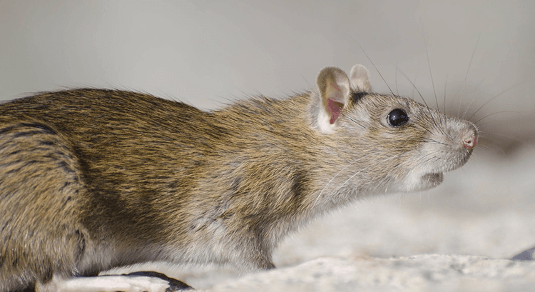 RODENT-BORNE VIRUSES TRACKING INDIA