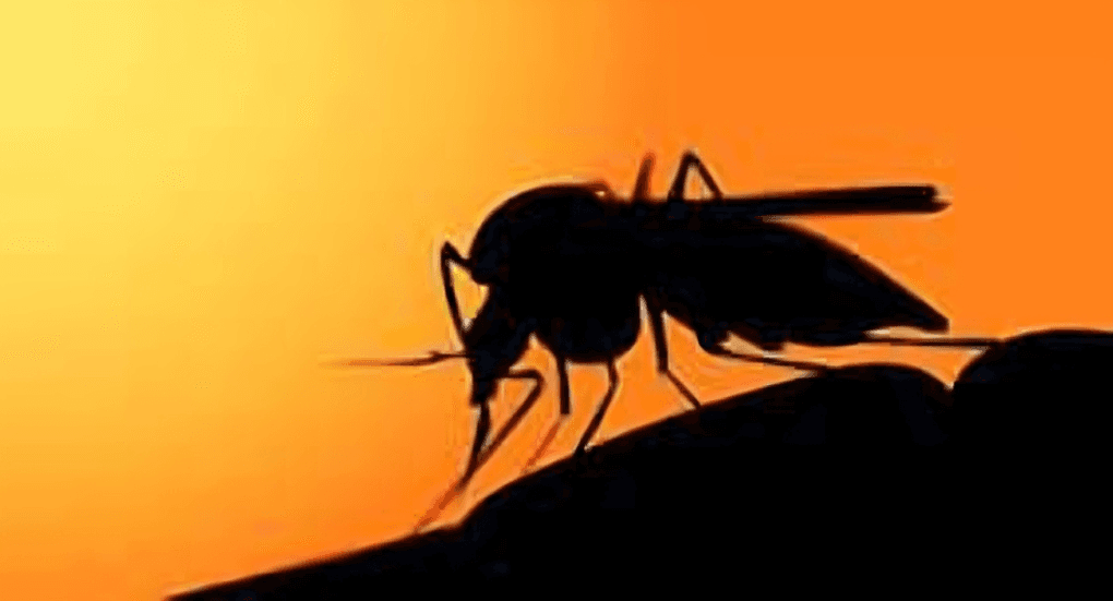 WHO Advances Malaria Treatment Safety