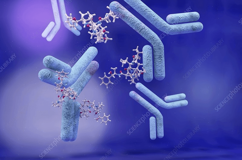 BeiGene Acquires Antibody Drug Conjugate Rights From DualityBio And Nona Biosciences