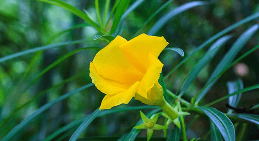 FDA Confirms B. Magi Weight-Loss Supplement Contains Undeclared Toxic Yellow Oleander Derivatives