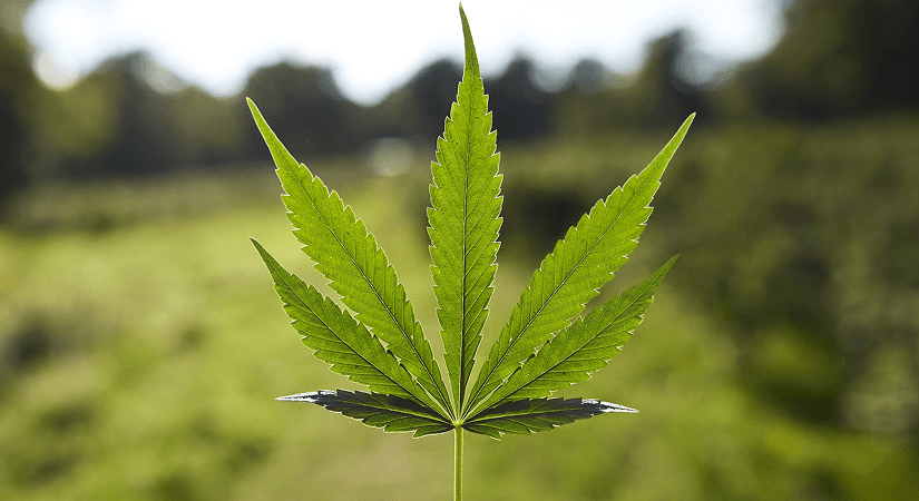 Tilray Expands Annual Cannabis Production Capacity to 275 Tonnes Across Quebec and Portugal